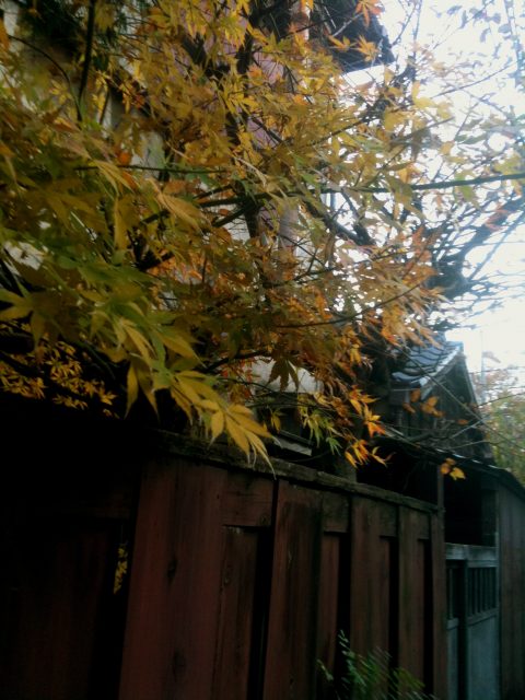 紅葉 紅葉