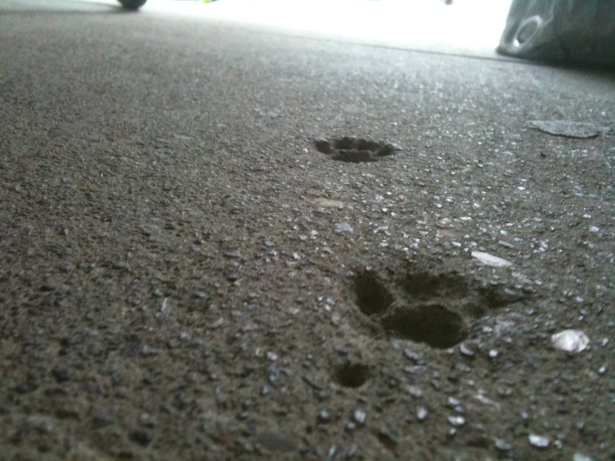 cat?